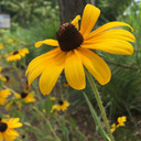 sleepysnowglobe avatar