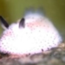 sleepysupportbunny avatar