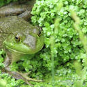 sleepyswampfrog avatar