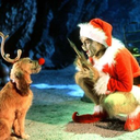 sleigh-bellsring avatar