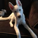 sliceoflife-x avatar