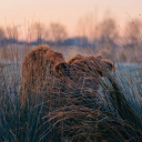 slightly-above-normal avatar