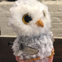 slightly-insane-bean avatar