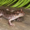 slightly-more-awake-salamander avatar