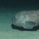 slightlybetterthanburningtrash avatar