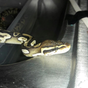 slightlysociablehermit avatar