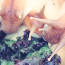 slimycreatures avatar