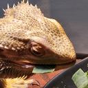 slinkies-and-dragons avatar