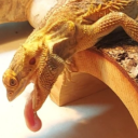 slizz-and-grem avatar