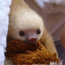 sloth-babies-blog avatar