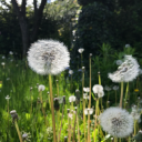 sloth-hallo-hier-bin-ich avatar