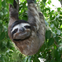 sloth-paradise avatar