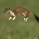 slothelephant avatar