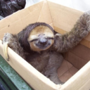 slothforce avatar