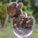 slothsinthings avatar