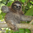 slothswag1-blog avatar