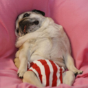 slothwithpugorpugwithsloth avatar