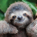 slow-moving-mammal avatar