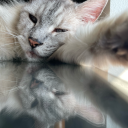 slowandsteddie avatar