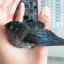 slowlyforgottendreams avatar