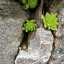 slowlystickyjellyfish avatar