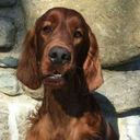 slowmovingcloudofsunflowers avatar