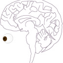 slowtiredlezbn avatar