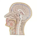 slpinanutshell avatar