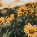 slsbsteinabran avatar