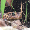 slurpin-gerblin avatar