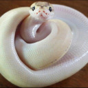 slurpy-snake avatar