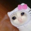 slutsonlycoward avatar