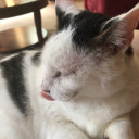 sluttie-brownie avatar