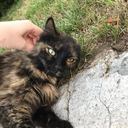 sluttykatsudon avatar