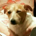 slytherbadger avatar