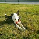 slytherinice-blog avatar