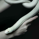 slytherinthingss avatar