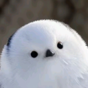 small-little-birdy avatar