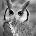 small-long-life avatar