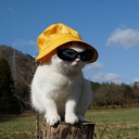 small-sunshine avatar