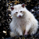 small-trash-catthing avatar