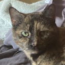 smallanimal13 avatar