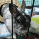 smallanimalenergy avatar