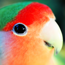 smallcutebirds avatar