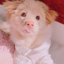 smalldumpling1 avatar