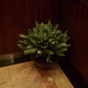 smallercomfort avatar