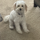 smallfluffywhitedog avatar