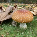 smalllemontoes avatar