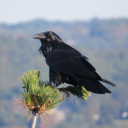 smalllittlegooberguy avatar