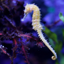 smallseahorse avatar